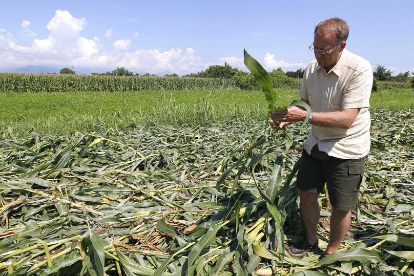 Rolnik sprawdza genetycznie zmodyfikowaną żółtą kukurydzę na swojej ziemi w Pordenone w północnych Włoszech, sierpień 2010 r.
