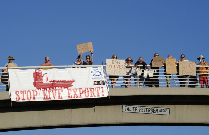 We wtorek ludzie protestują przeciwko 190-metrowemu statekowi do przewozu bydła pod banderą Kuwejtu, który zacumował za granicą 19 000 sztuk bydła w porcie w Kapsztadzie w Republice Południowej Afryki