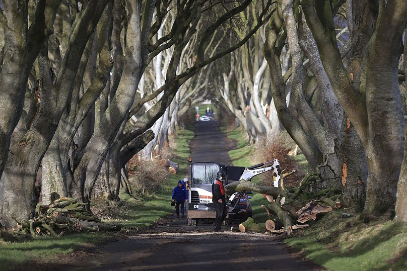 Chirurdzy drzewni sprzątają po ścięciu kilku drzew z „Gry o tron” podczas burzy Isha w Dark Hedges w Irlandii Północnej, 22 stycznia 2024 r.