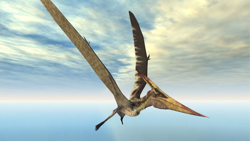 A computer generated image of the Pterosaur Pteranodon, a different species of pterosaur to the one uncovered on Skye.