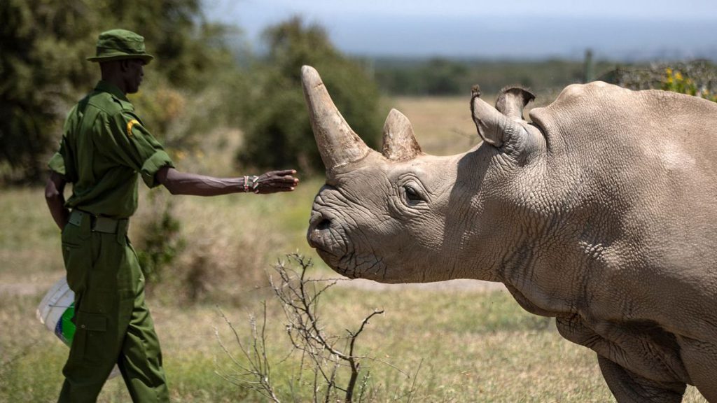A ranger reaches out towards female northern white rhino Najin, 30, one of the last two northern white rhinos on Earth, at Ol Pejeta Conservancy in Kenya, 23 August 2019.