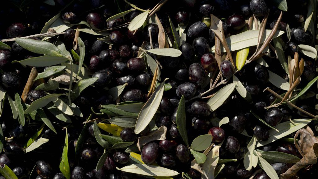 The case dates back to 2017 when the US imposed tariffs on Spanish olives, citing harm caused to American producers due to CAP subsidies directed to Spanish farmers.