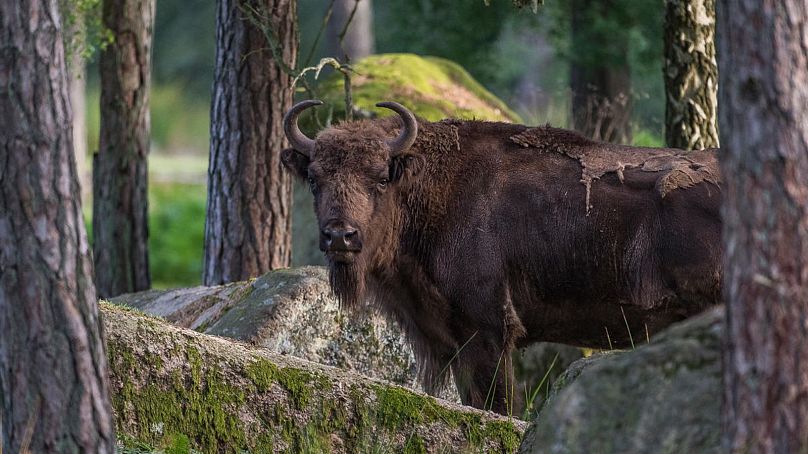 Żubr (Bison bonasus) w parku dzikich zwierząt Eriksberg w Szwecji.