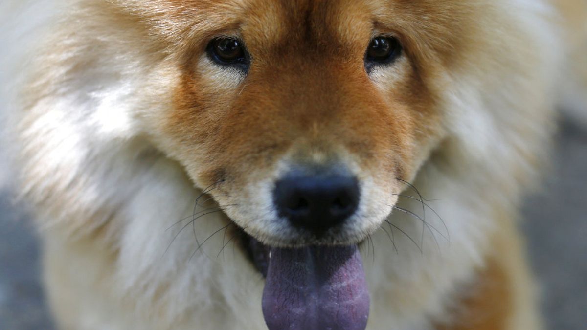 FILE - A dog at a show in Lebanon.