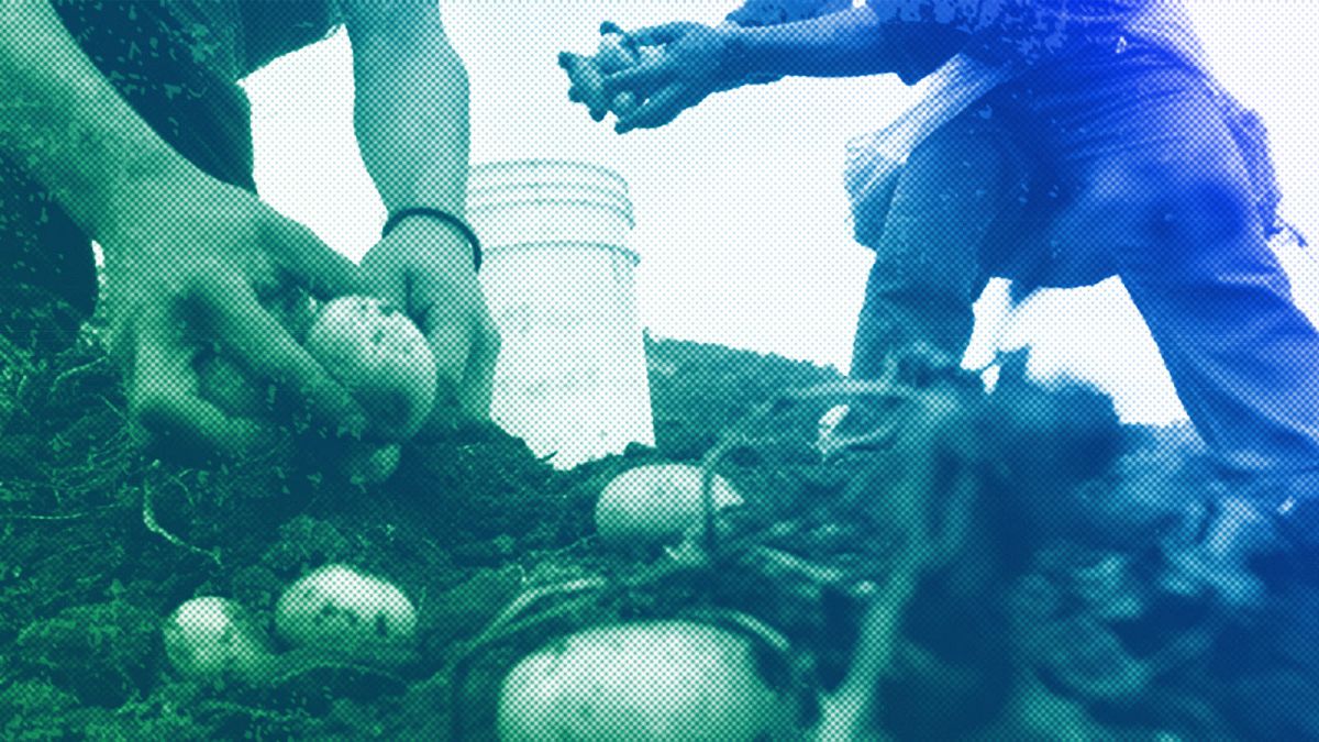 Workers harvest potatoes in Miraflor, April 2008