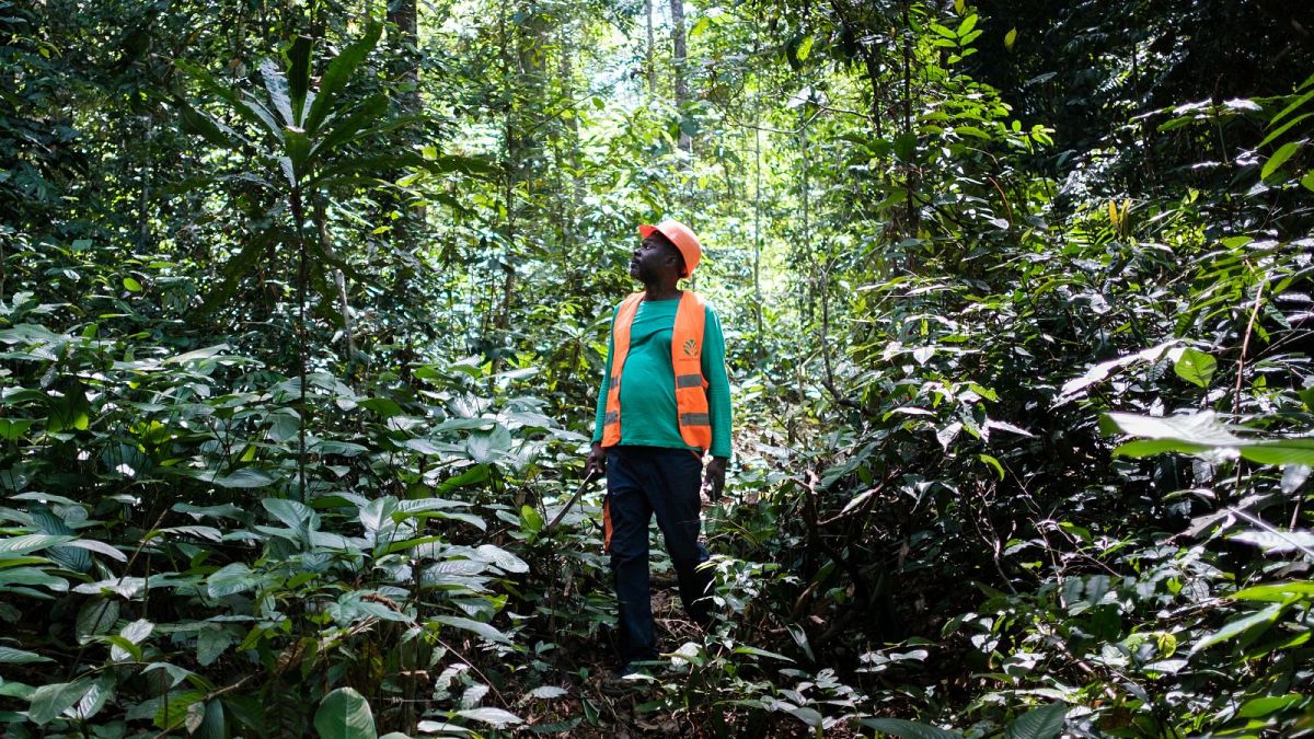 Aimé-Roger Malonda, forest operations manager surveys the trees at Precious Woods