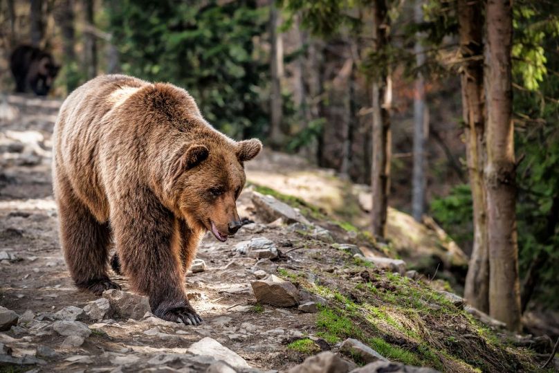 Niedźwiedź brunatny jest największym mięsożercą w Serbii