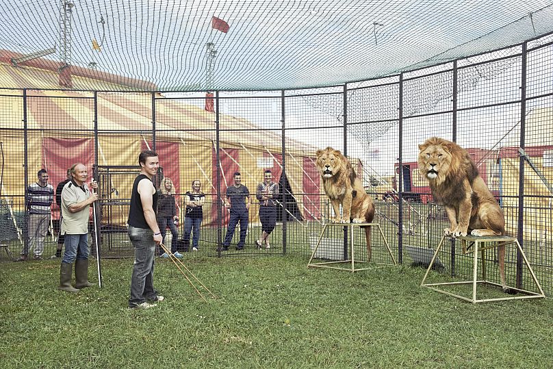Thomas Chipperfield w klatce z dwoma lwami