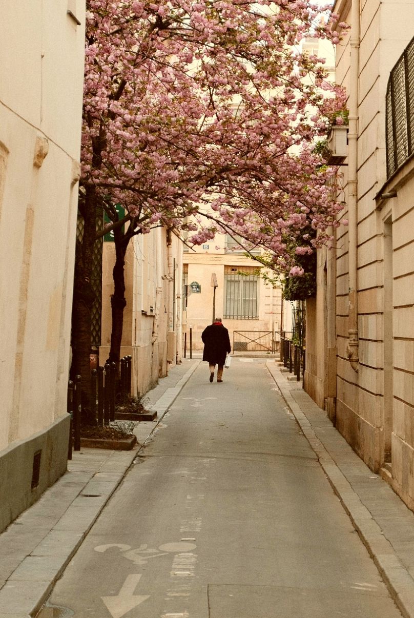 Piękne ulice Paryża zmieniają kolor na różowy, gdy kwitną drzewa sakura