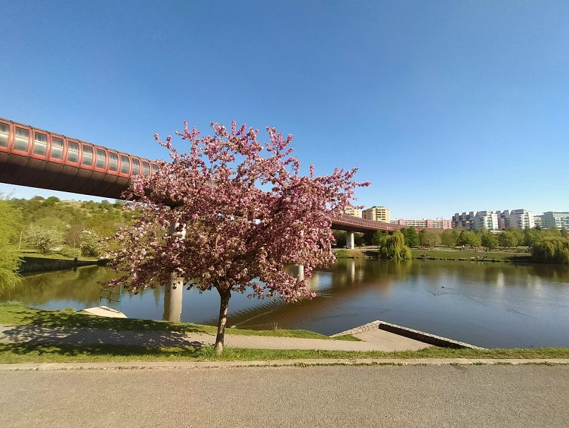 Drzewa Sakura są – dosłownie – wiosną wszędzie w Pradze