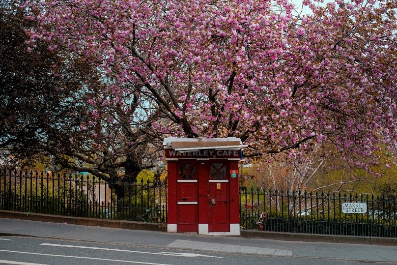 Kwitnąca wiśnia na zdjęciu tuż przy słynnej Royal Mile w Edynburgu