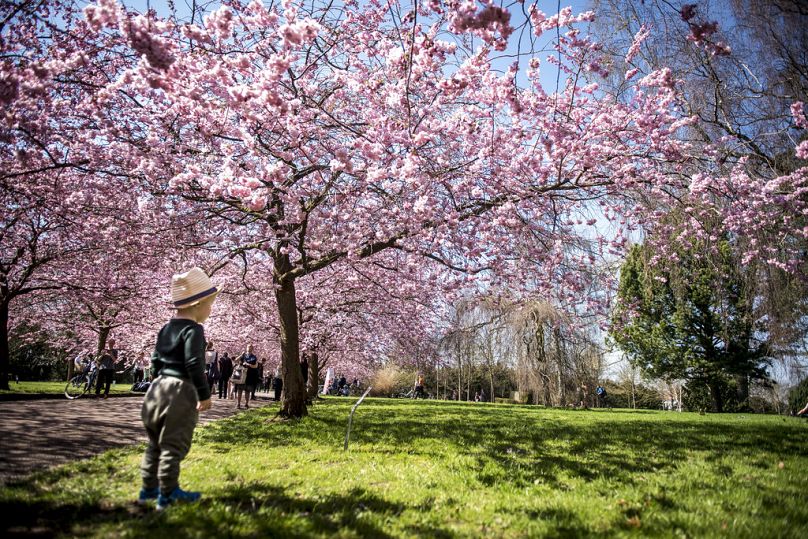 W Kopenhadze kwitną wiśnie japońskie