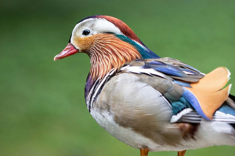 Rzuć okiem na niezwykłe ptaki, takie jak ta kaczka mandarynka, w Lange Erlen
