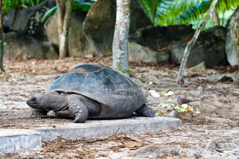 Szacuje się, że na Aldabrze żyje aż 100 000 gigantycznych żółwi