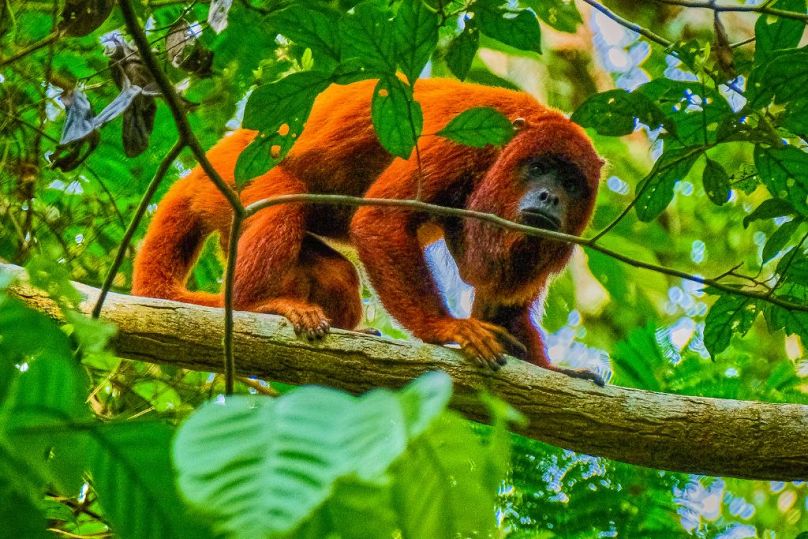 Brazylijska strona lasów deszczowych Amazonii oferuje podróż do jednego z najbardziej różnorodnych biologicznie ekosystemów na świecie.