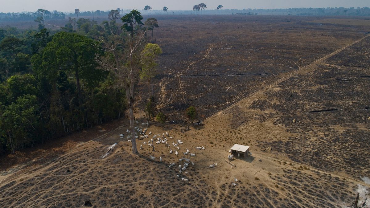 Cattle graze on land burned and deforested by cattle farmers near Novo Progresso, Para state, Brazil.