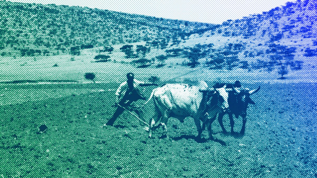 A farmer uses a cattle drawn plough to tend to his field in Mai Mekden, in the Tigray region of northern Ethiopia, February 2024