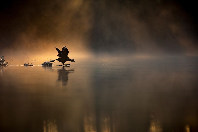 „Running on Water”: zwycięzca roku RSPB Young British Wildlife Photographer.