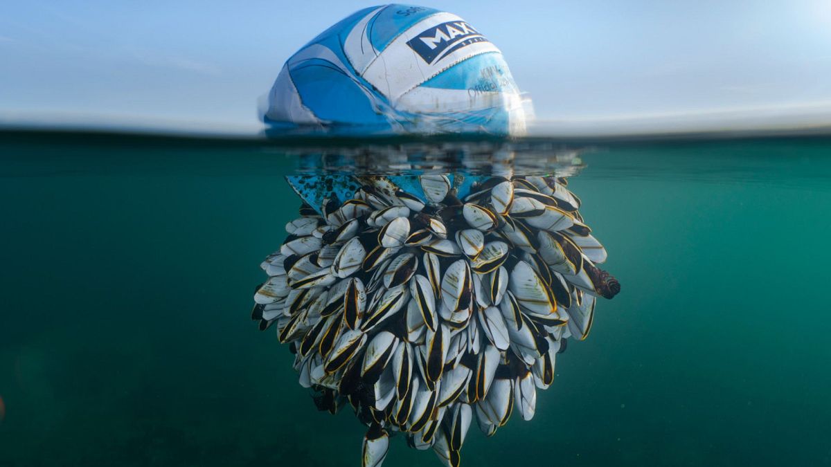 Piłka nożna porośnięta pąklami i lis spacerujący po linie: zdobywcy nagrody British Wildlife Photography Award