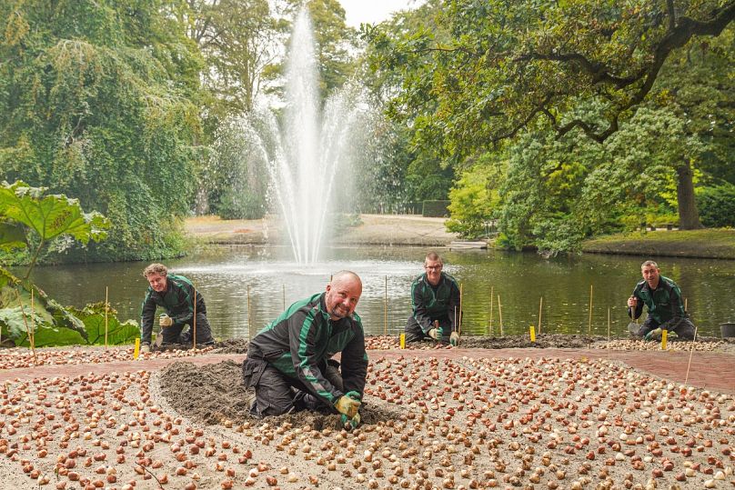 Część 40-osobowego zespołu ogrodników Keukenhof sadzi cebule, aby przygotować się na otwarcie ogrodu