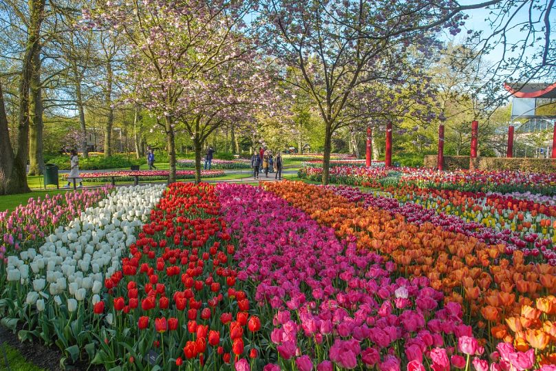 Spaceruj wśród milionów tulipanów i innych kwiatowych rozkoszy w Keukenhof