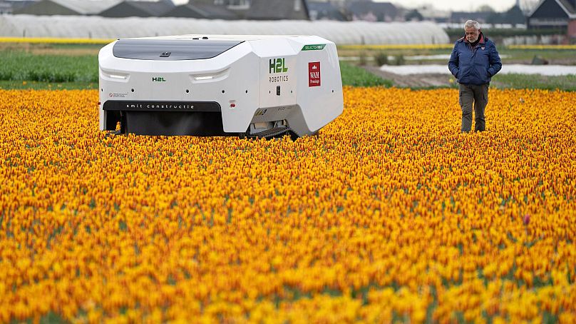 Theo van der Voort idzie obok swojego imiennika, robota Theo, który wykonuje karkołomną pracę, sprawdzając holenderskie pola tulipanów pod kątem chorych kwiatów w Noordwijkerhout, 19 marca 2024 r.
