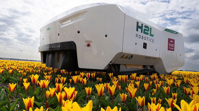 Robot Theo pracuje w dni powszednie, w weekendy i w nocy, sprawdzając holenderskie pola tulipanów pod kątem chorych kwiatów w Noordwijkerhout, Holandia, 19 marca 2024 r.