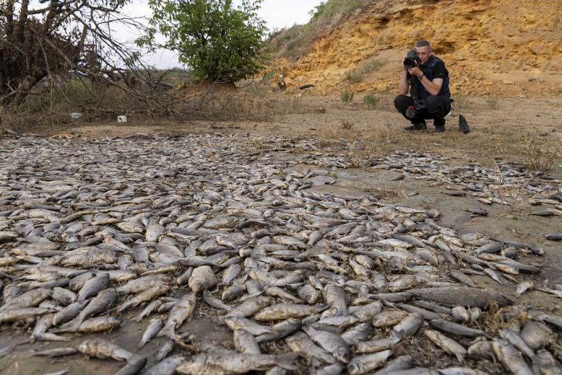 Fotograf robi zdjęcie martwych ryb w wyschniętym zbiorniku Kachowka po niedawnym katastrofalnym zniszczeniu tamy Kachowka pod Chersoniem, czerwiec 2023 r.
