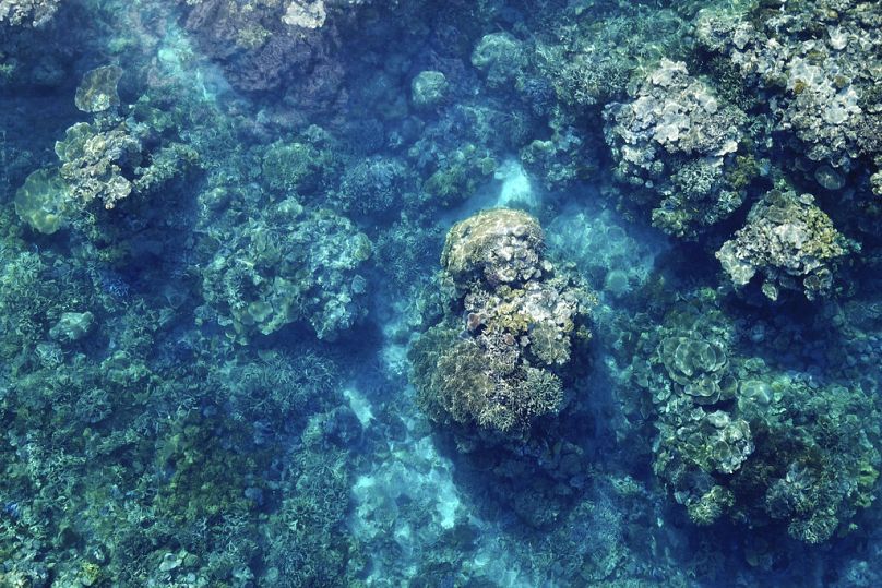 Koralowce na Wielkiej Rafie Koralowej są widoczne poniżej fal nad rafą Moore w Gunggandji Sea Country w Australii.