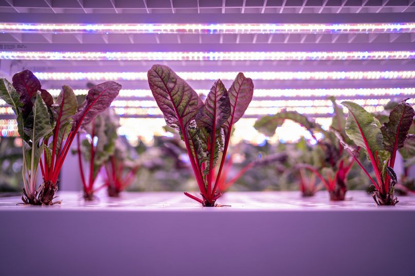 Boćwina rośnie w świetle LED na miejskiej farmie w pomieszczeniach zamkniętych, w której uprawia się warzywa na pionowo ułożonych stojakach w Singapurze, lipiec 2023 r.
