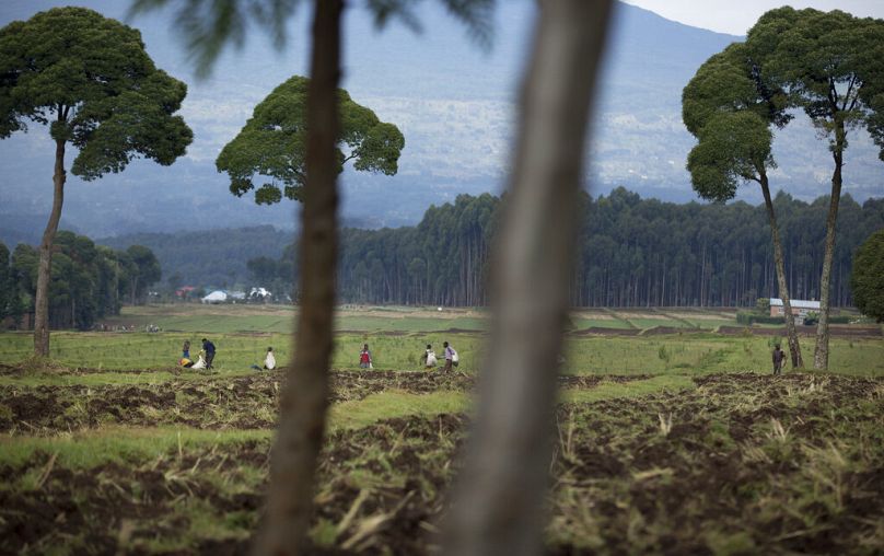 Lokalni rolnicy pracują na ziemi niedaleko Parku Narodowego Wulkanów w północnej Rwandzie, wrzesień 2014 r