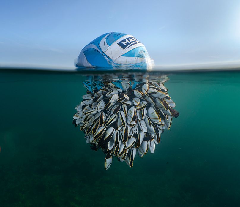 „Ocean Drifter”: Zwycięzca ogólny – brytyjski fotograf dzikiej przyrody roku.