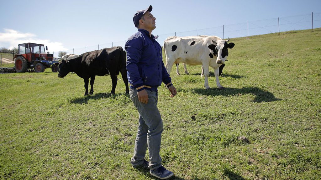 A local farmer walks next to his cows in Luncavita, Romania, 2019.