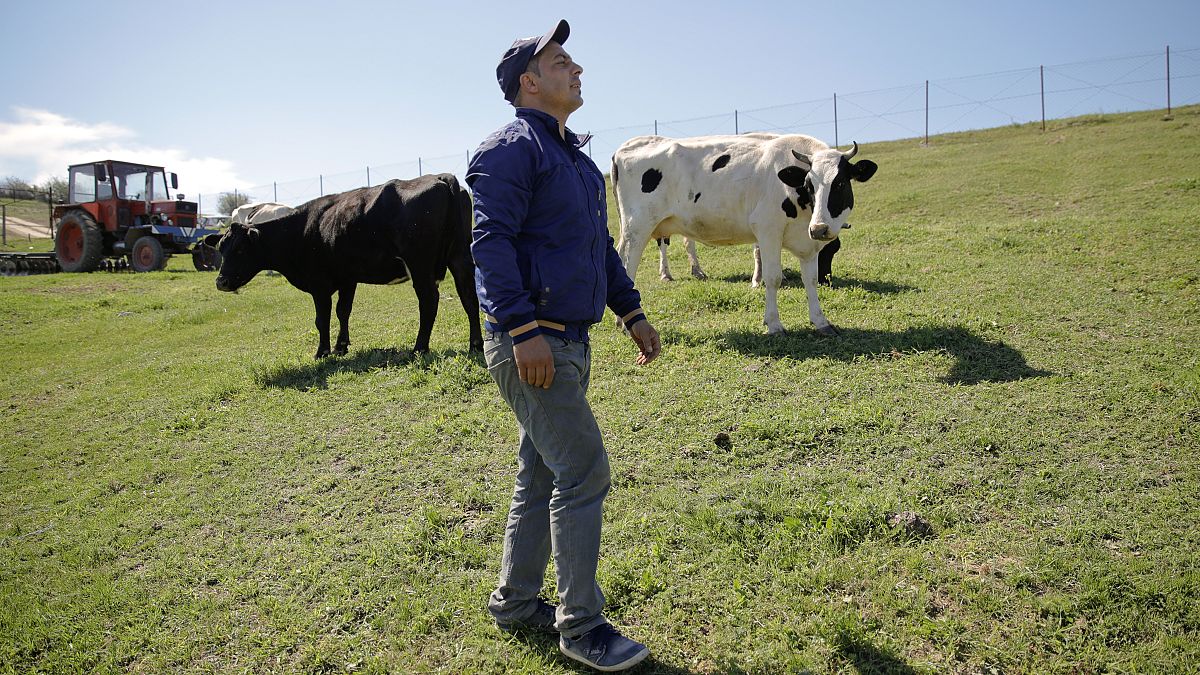 A local farmer walks next to his cows in Luncavita, Romania, 2019.
