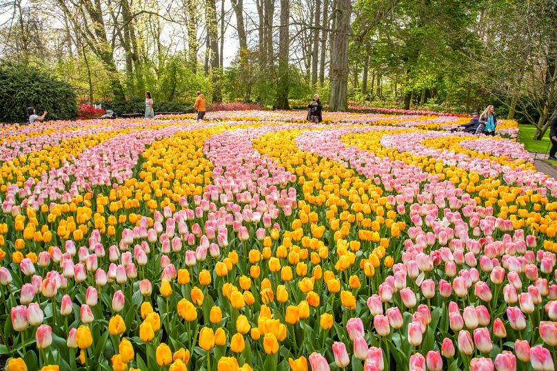 Zamieszka kolorów - i miliony tulipanów