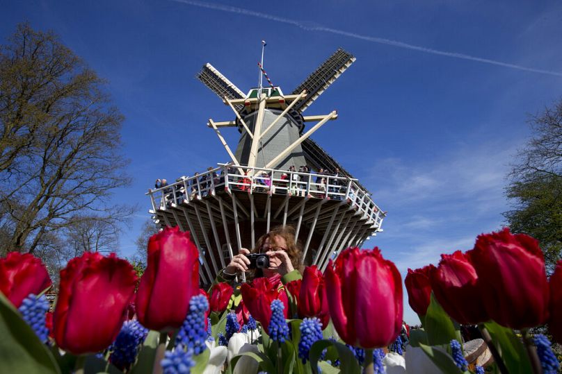 Turysta robi zdjęcia kwitnących tulipanów w Keukenhof, znanym jako Ogród Europy, wiosennym parku z około siedmioma milionami cebul kwiatowych, niedaleko Amsterdamu