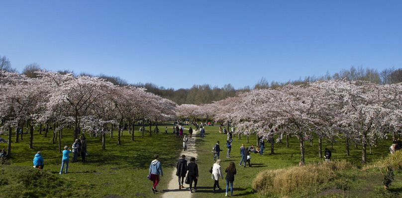 Dlaczego nie odwiedzić Kersenbloesempark – czyli Parku Kwitnącej Wiśni – w Holandii, w którym znajduje się 400 różowych drzew