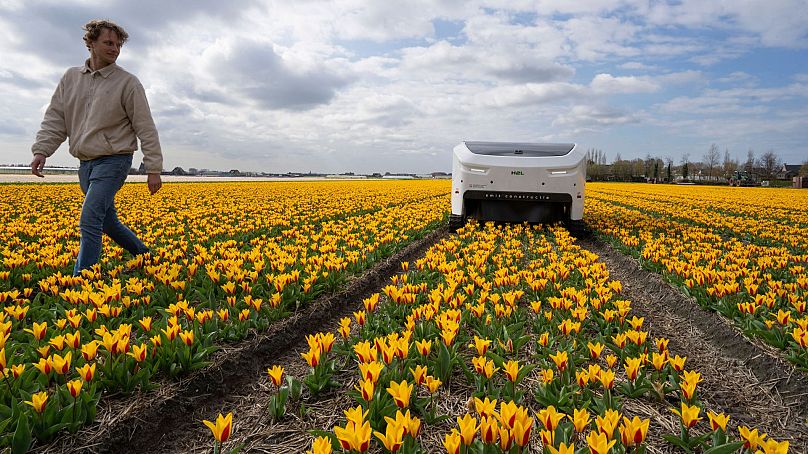Allan Visser, hodowca tulipanów w trzecim pokoleniu, podchodzi do robota Theo w Noordwijkerhout, Holandia, 19 marca 2024 r.
