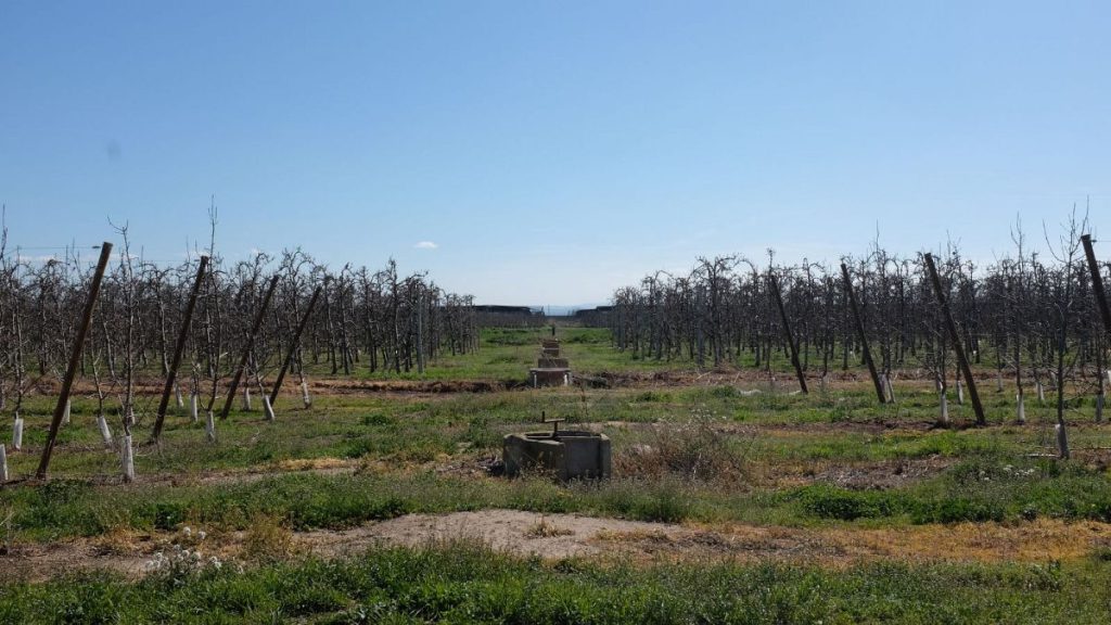 An apple tree farm in Catalonia, Spain.