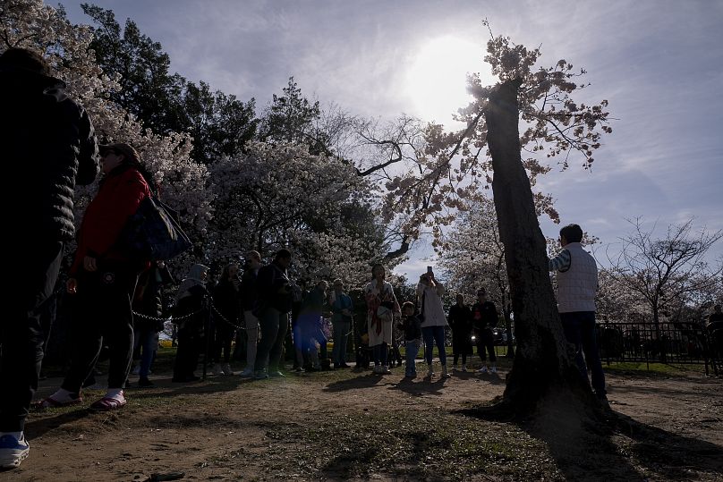 Odwiedzający fotografują wiśnię zwaną pieszczotliwie „Stumpy”, gdy w tym tygodniu w Waszyngtonie wiśnie wkraczają w szczyt kwitnienia