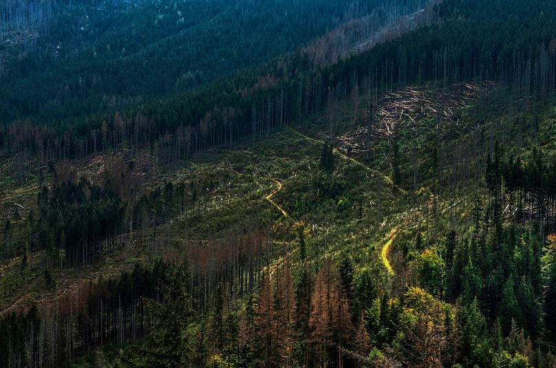 Nie tylko Ameryka Południowa i Afryka: ten las w polskich górach również doświadczył wylesiania