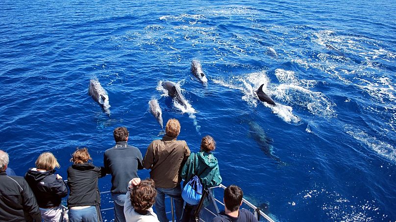 Wybierz się na obserwację wielorybów i delfinów na portugalskich Azorach.