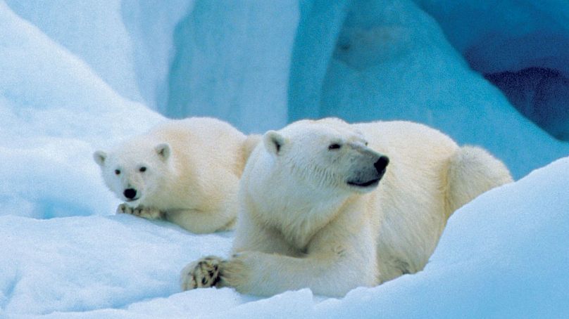 Niedźwiedzie polarne przewyższają liczebnie populację w norweskim arktycznym Svalbardzie.