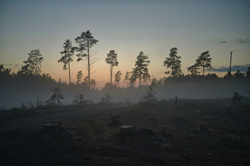 Wylesianie w okręgu Harju w Estonii