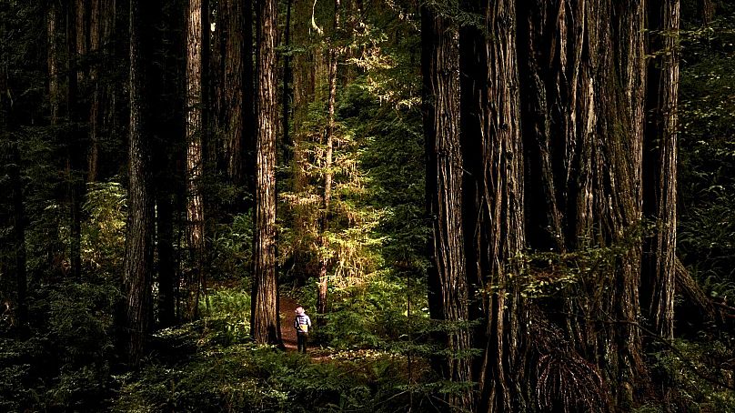 Park Narodowy Redwood w Kalifornii.