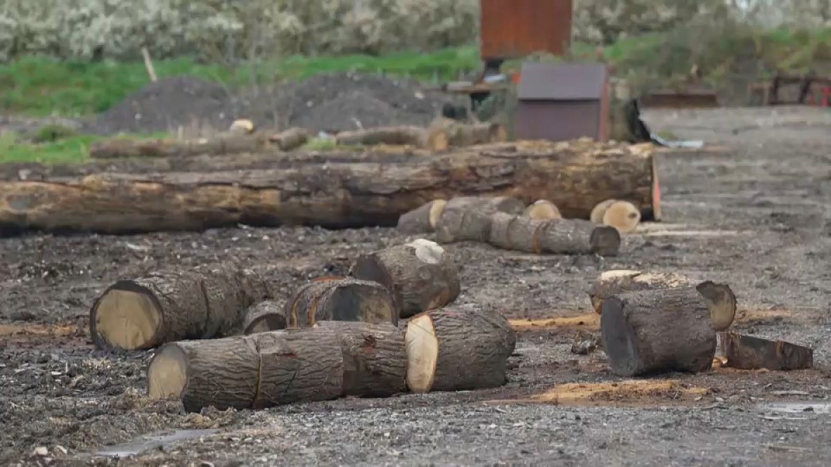 Increasing timber theft in France causing ecological disaster