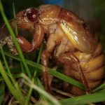 A periodical cicada nymph wiggles in the grass in Macon, Ga., on 28 March 2024, after being found while digging holes for rosebushes.