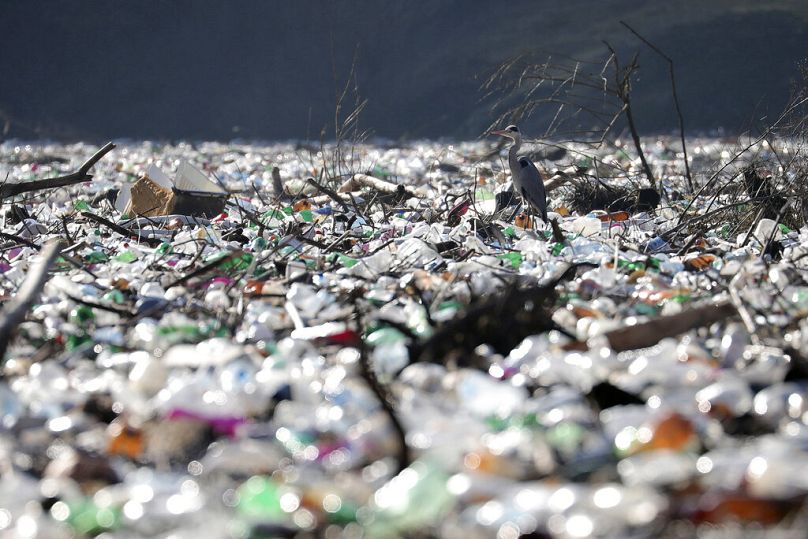 Czapla siwa stoi pomiędzy porzuconymi plastikowymi butelkami na brzegu jeziora Potpecko nad rzeką Lim, niedaleko Priboj, styczeń 2021 r.