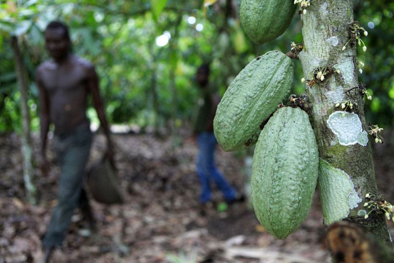 Rolnik Issiaka Ouedraogo przechodzi obok strąków kakao rosnących na drzewie, na farmie kakaowej niedaleko wioski Fangolo, niedaleko Duekoue, maj 2011