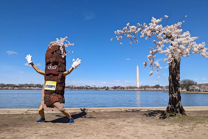 Stumpy, maskotka tańczy w pobliżu wiśniowego drzewa „Stumpy” w basenie pływowym w Waszyngtonie